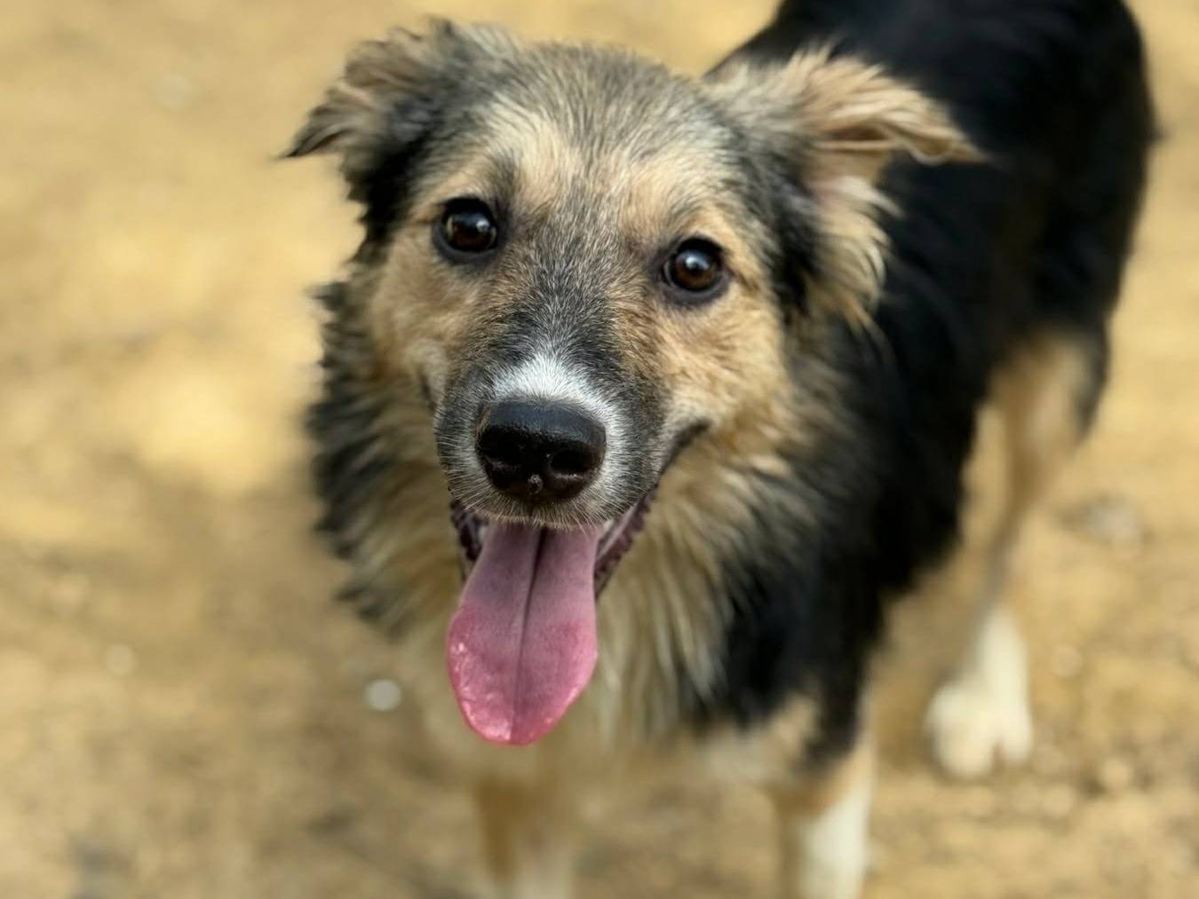 Adozione cane, femmina, Razza sconosciuta Razza sconosciuta, 7 mesi, taglia piccola, Firenze