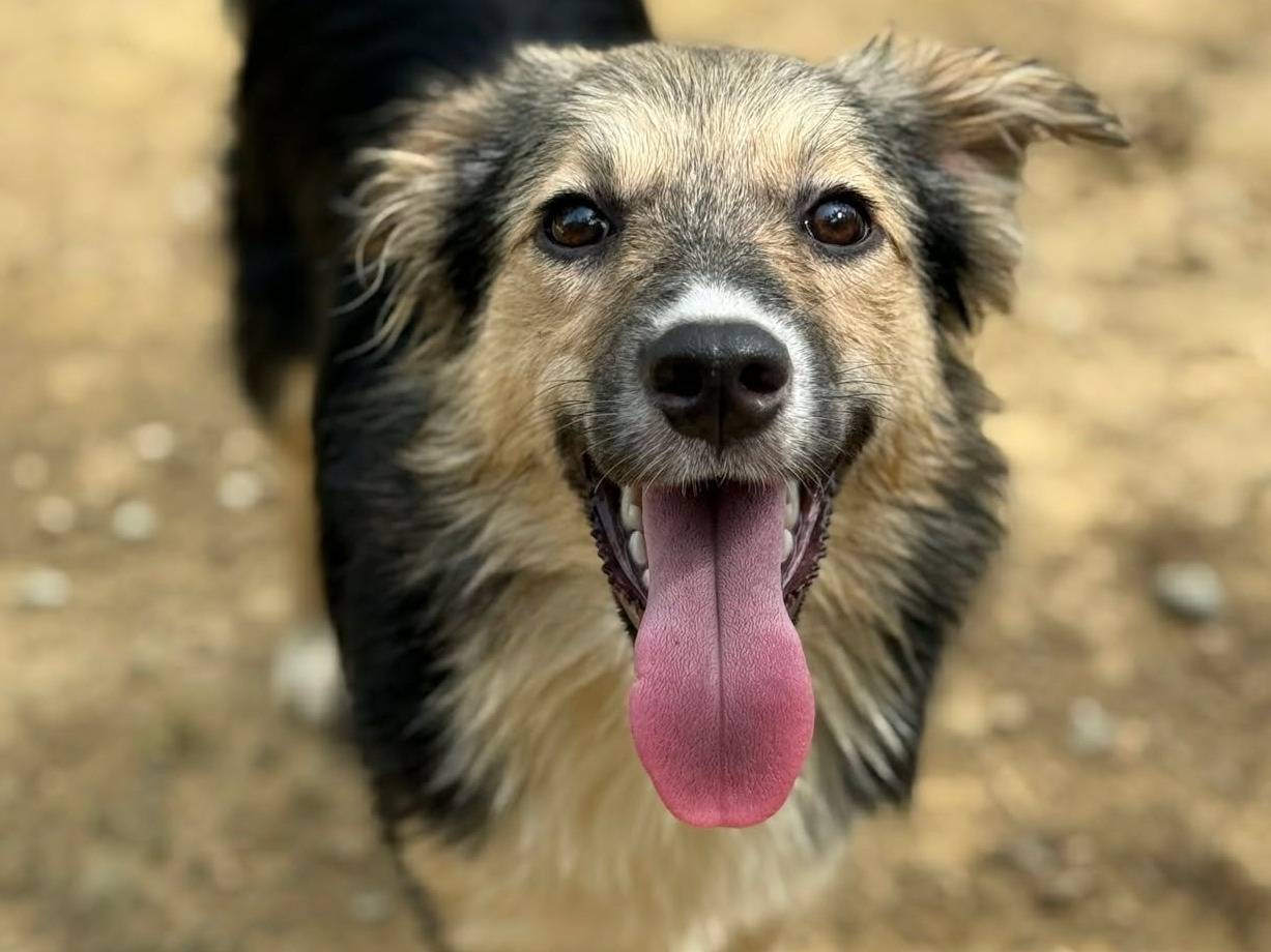Vuoi adottare un cane a Firenze?