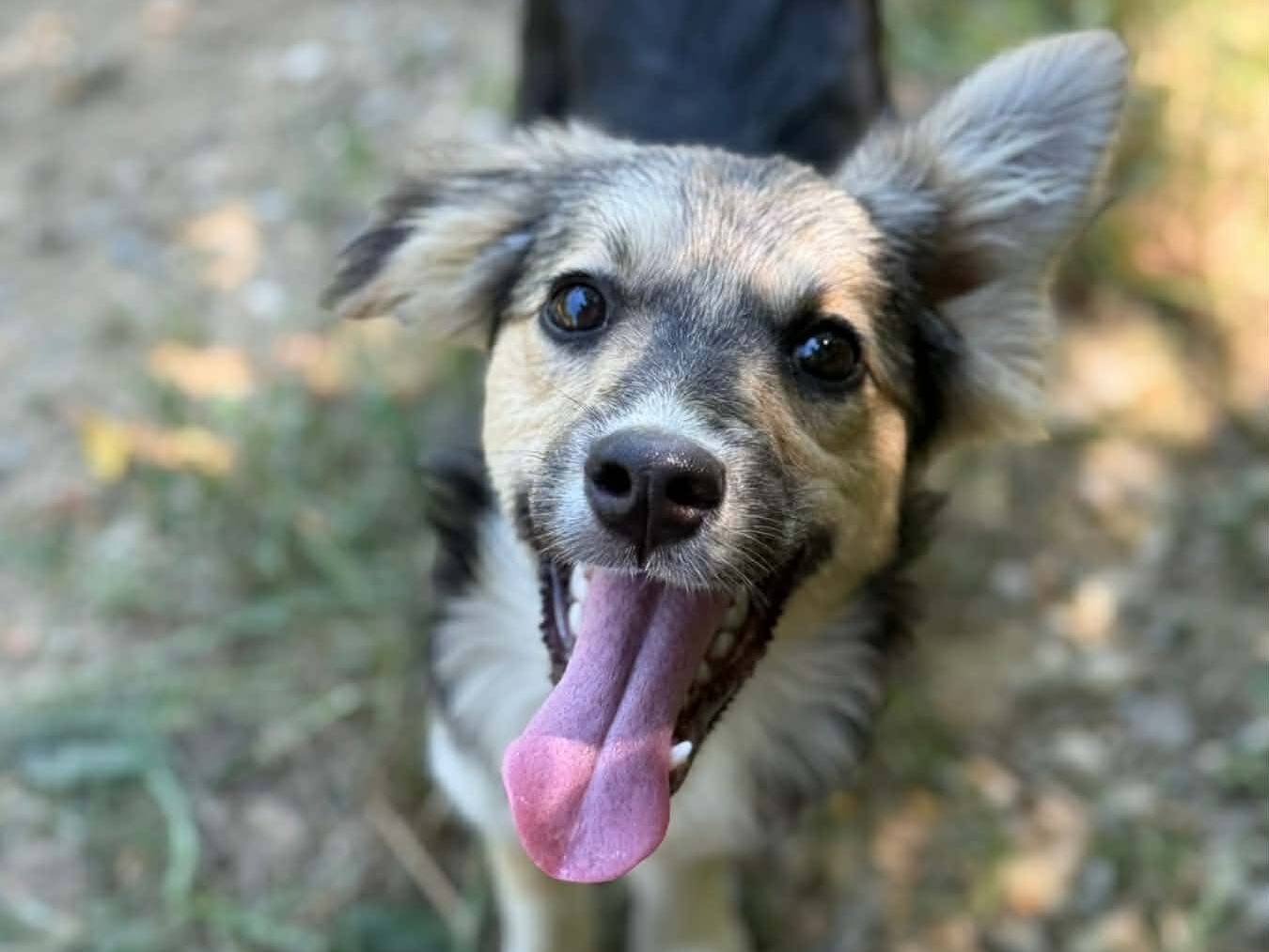 Adotta il cane KITKAT a Firenze