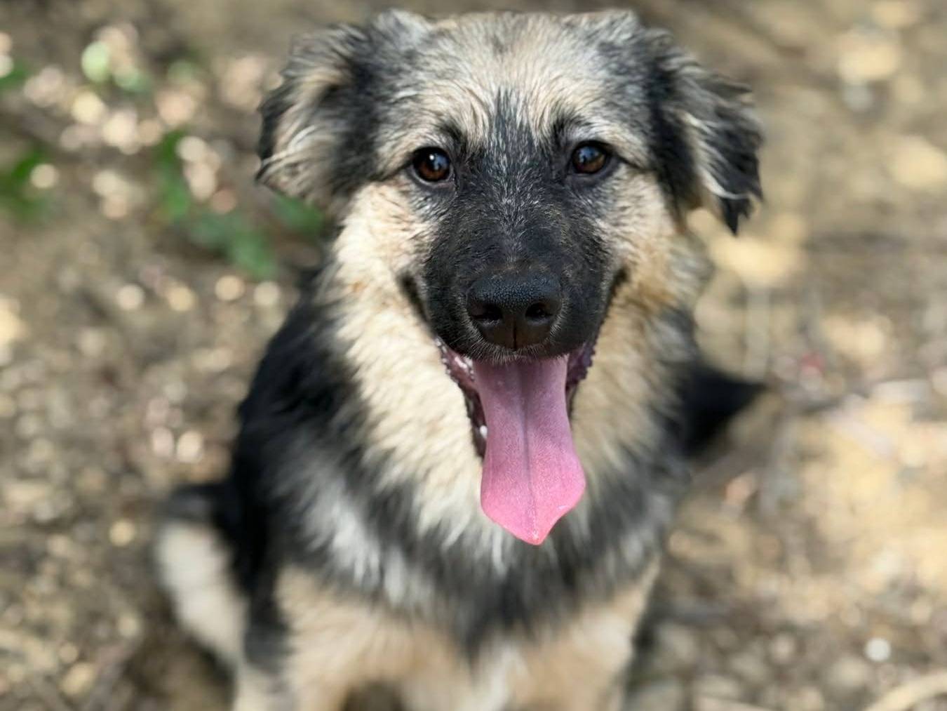 Adozione cane, maschio, Razza sconosciuta Razza sconosciuta, 7 mesi, taglia piccola, Firenze