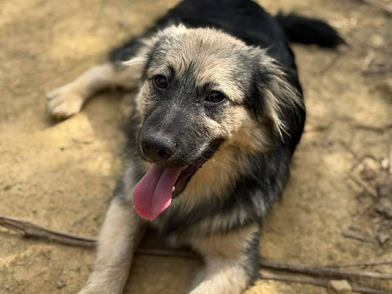 Adotta un cane, taglia piccola, maschio, Firenze