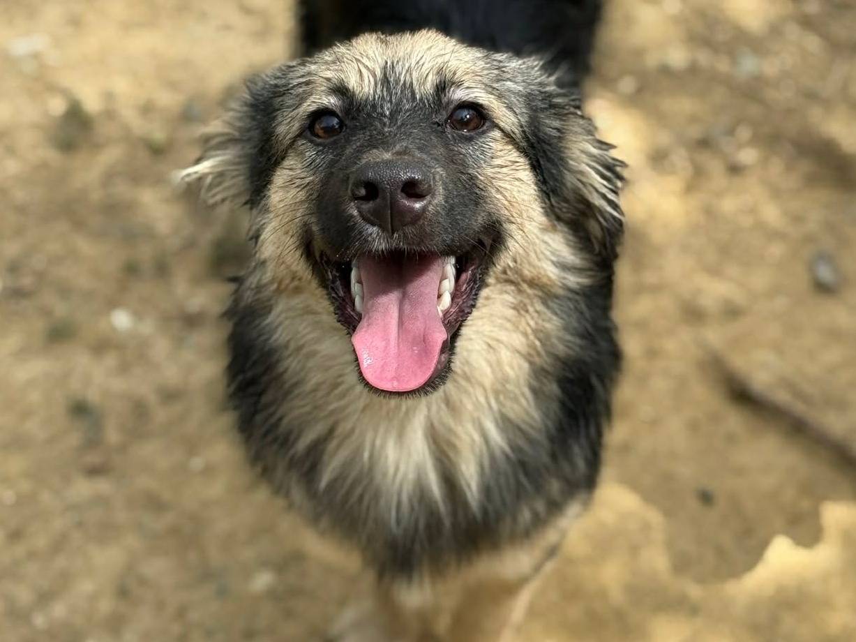 Adotta un cane, maschio, 7 mesi, Firenze