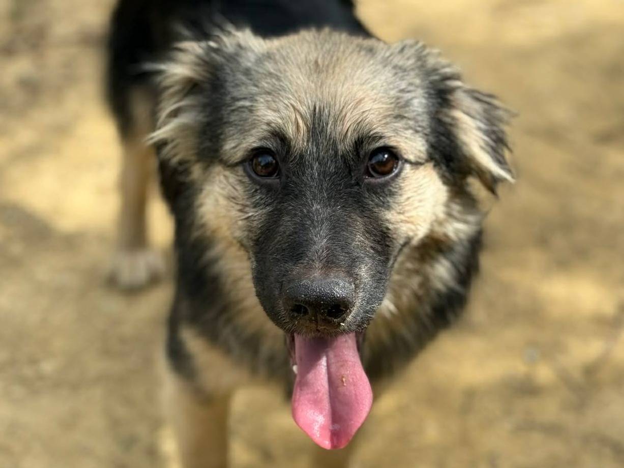 Vuoi adottare un cane a Firenze?