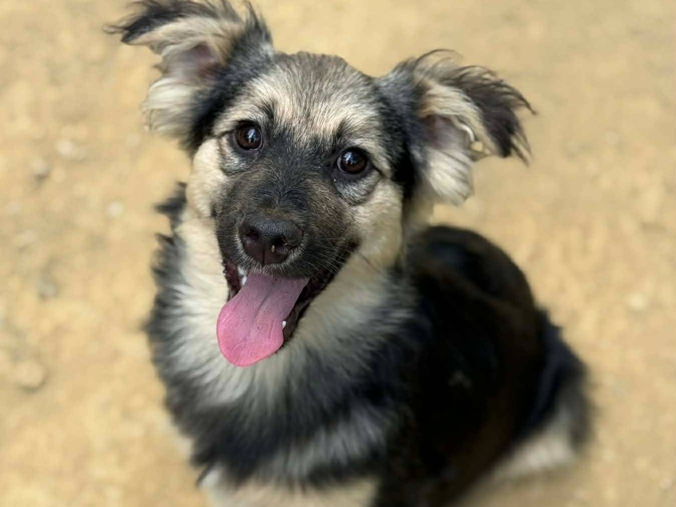Adotta il cane BOUNTY a Firenze