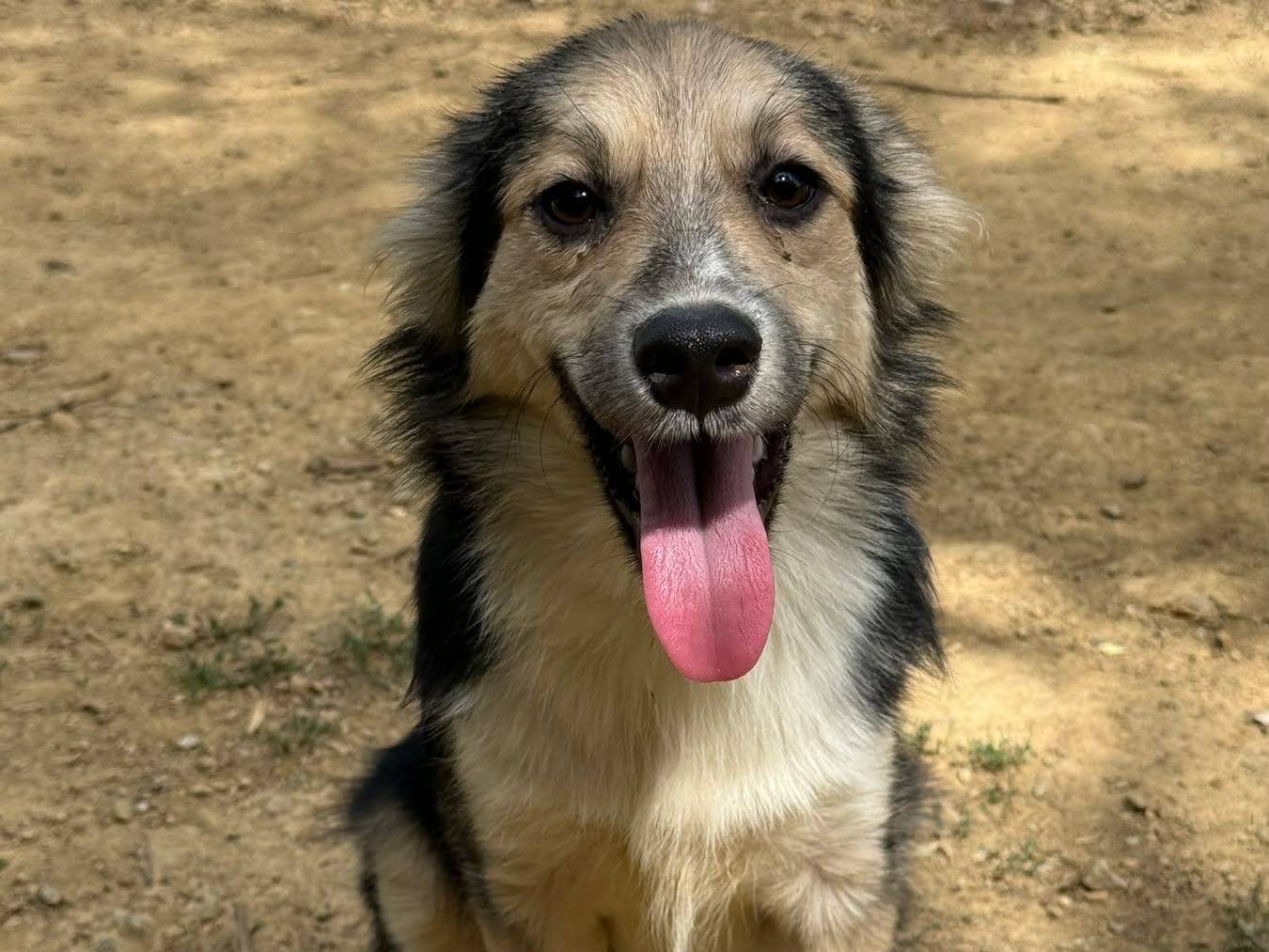 Adozione cane, maschio, Razza sconosciuta Razza sconosciuta, 7 mesi, taglia piccola, Firenze