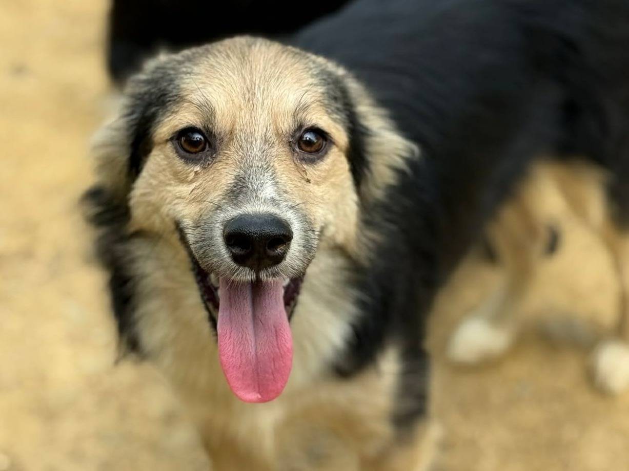 Adotta un cane, maschio, 7 mesi, Firenze