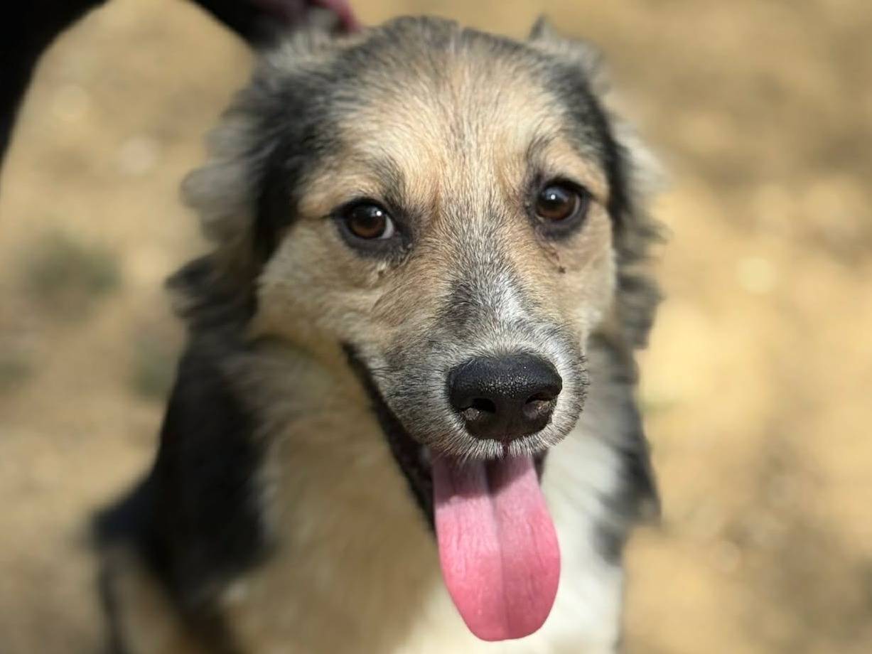 Adotta un cane, taglia piccola, maschio, Firenze