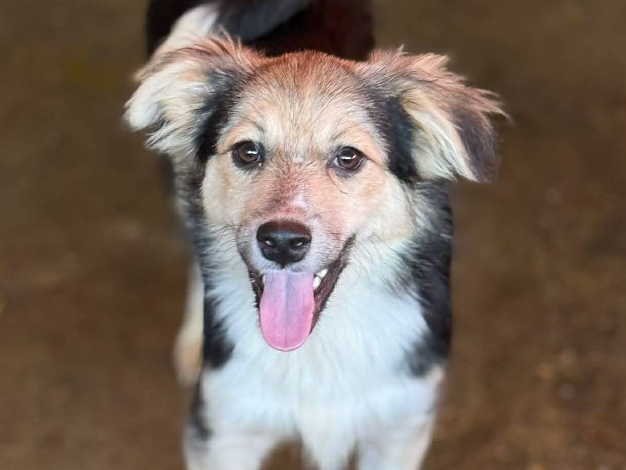 Vuoi adottare un cane a Firenze?