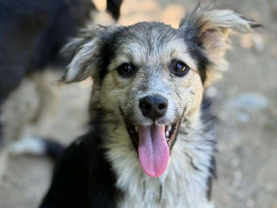 Adotta il cane MILKYWAY a Firenze