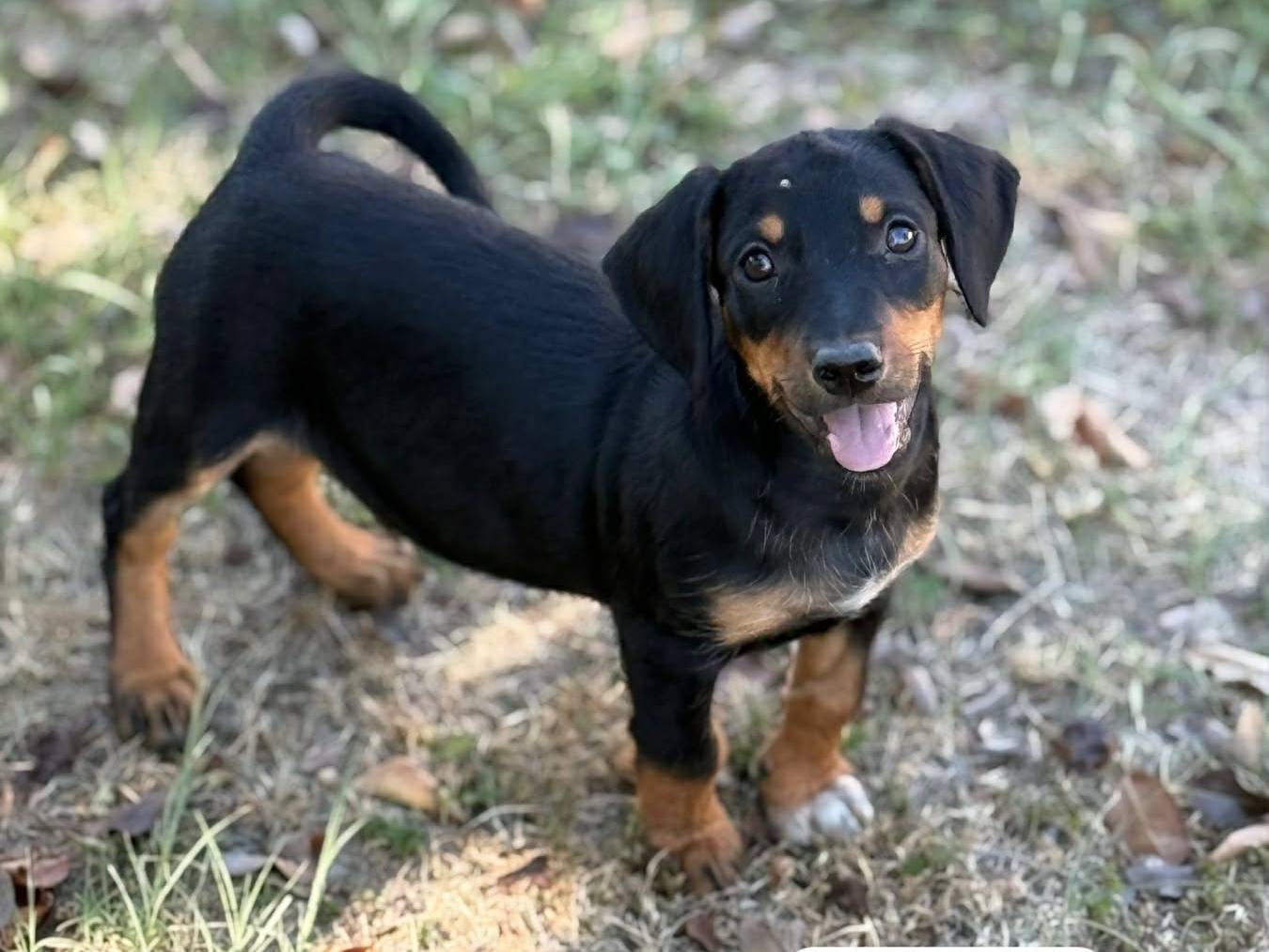Adozione cane, maschio, Razza sconosciuta Razza sconosciuta, 4 mesi, taglia piccola, Firenze