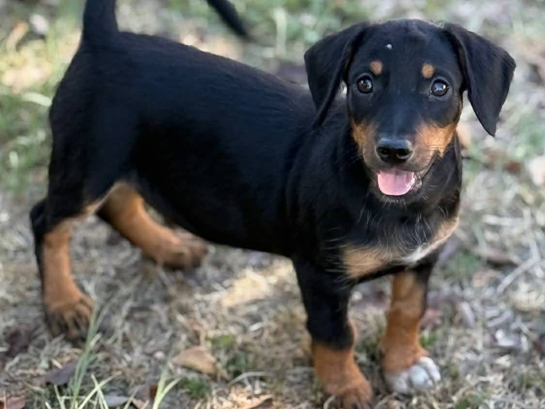 Adotta un cane, taglia piccola, maschio, Firenze