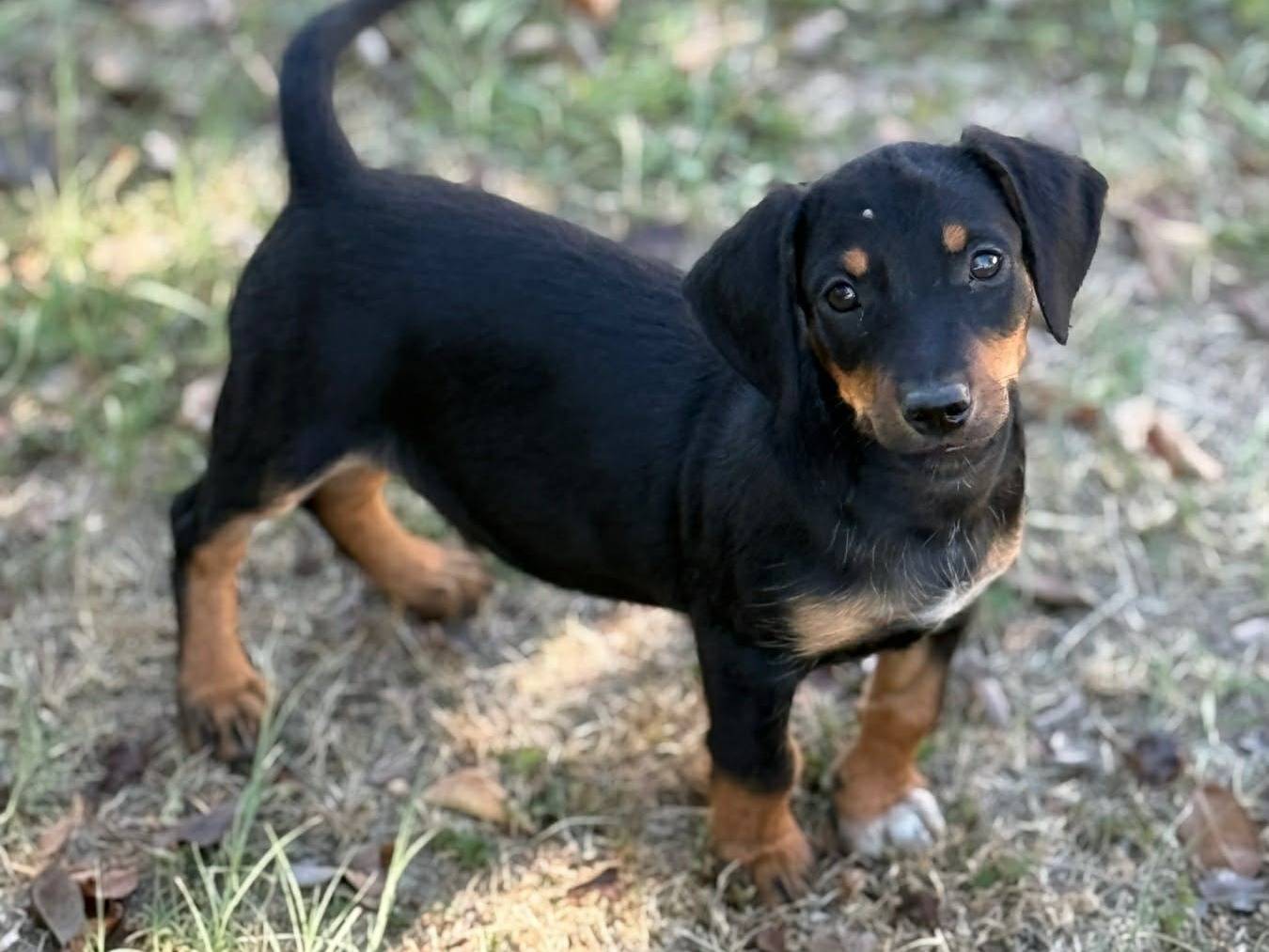 Vuoi adottare un cane a Firenze?