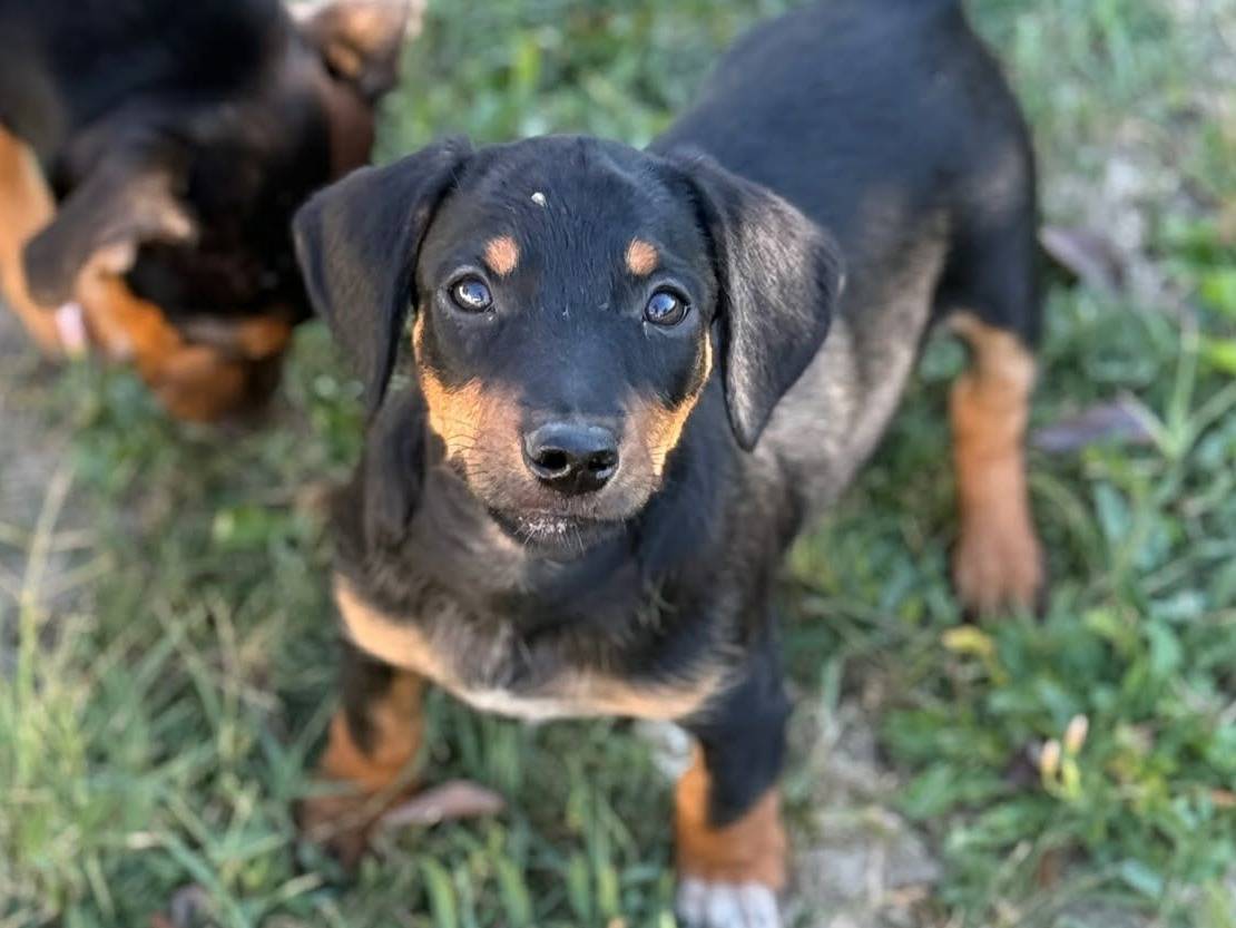 Adotta un cane, maschio, 4 mesi, Firenze