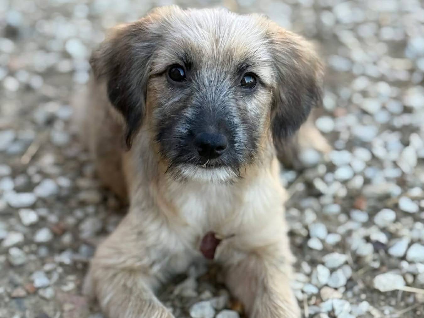 Adotta un cane, taglia piccola, femmina, Firenze