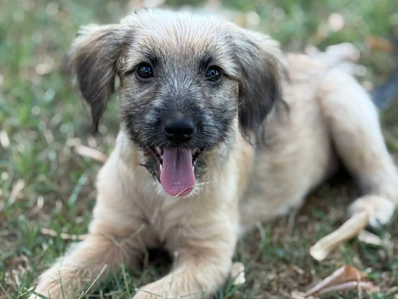 Adotta un cane, femmina, 5 mesi, Firenze