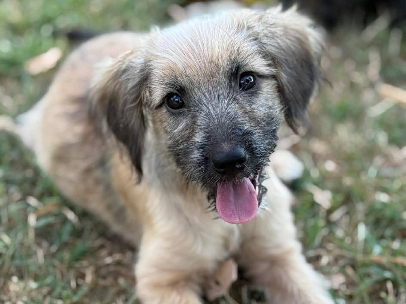 Adozione cane, femmina, Razza sconosciuta Razza sconosciuta, 5 mesi, taglia piccola, Firenze