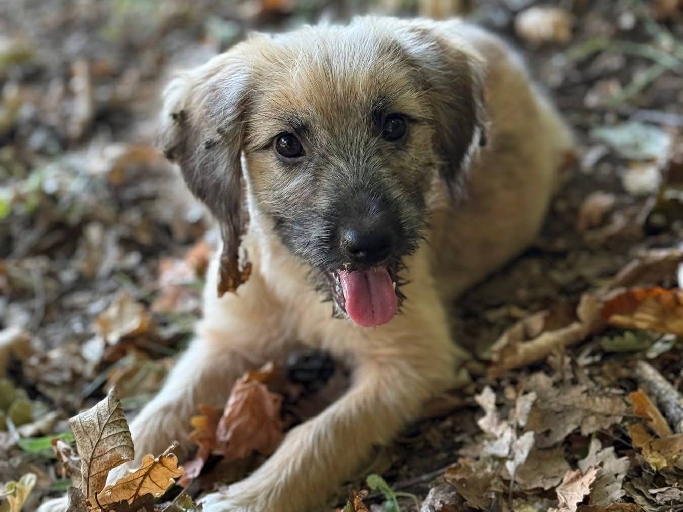 Adotta il cane MARLENE a Firenze