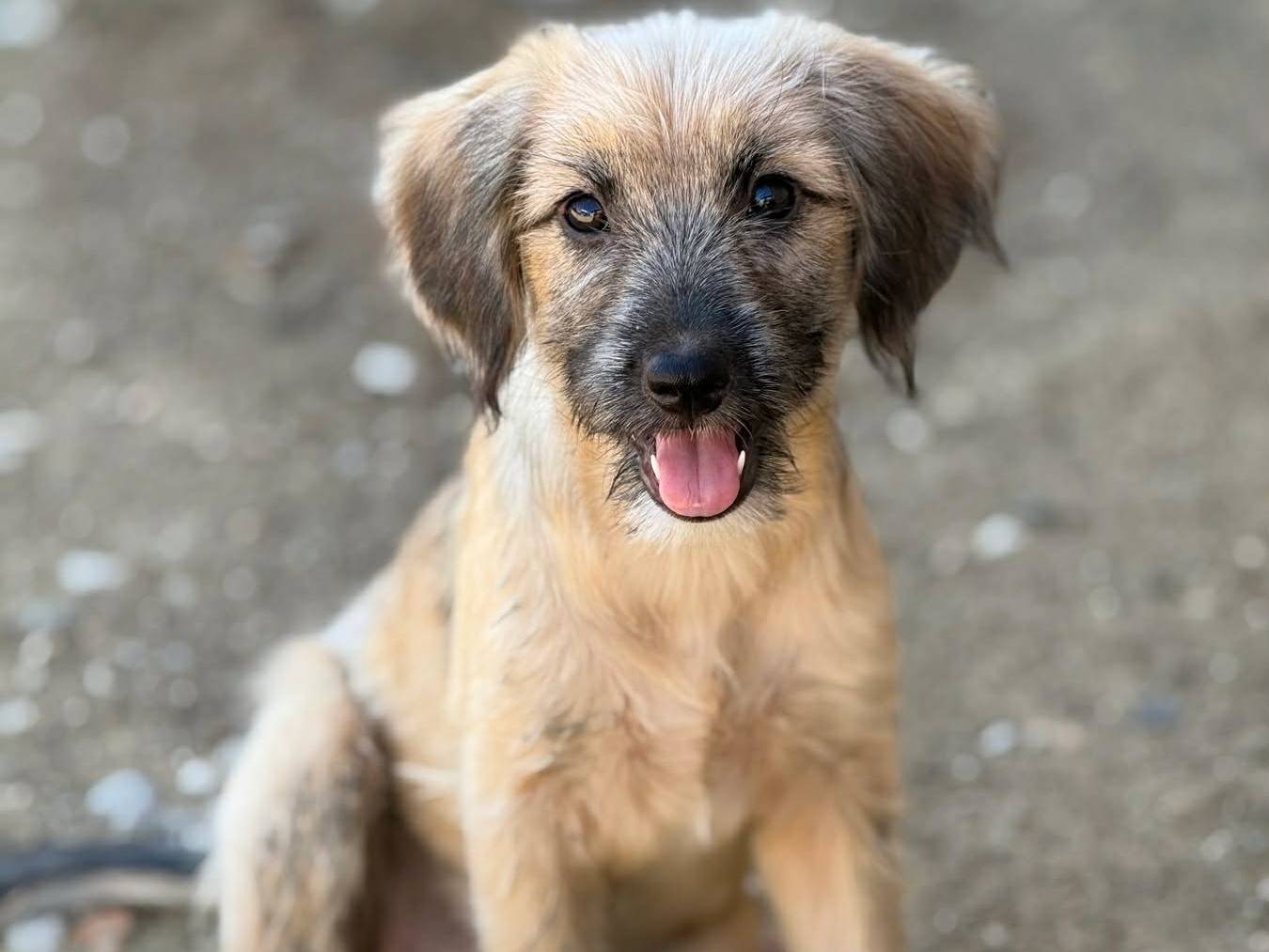 Vuoi adottare un cane a Firenze?