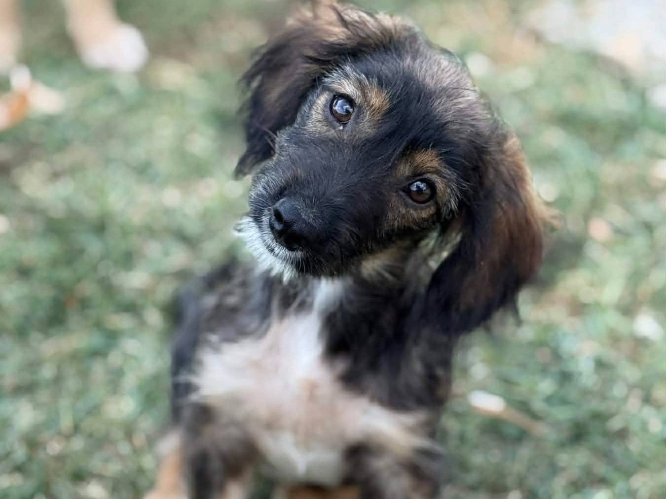 Vuoi adottare un cane a Firenze?