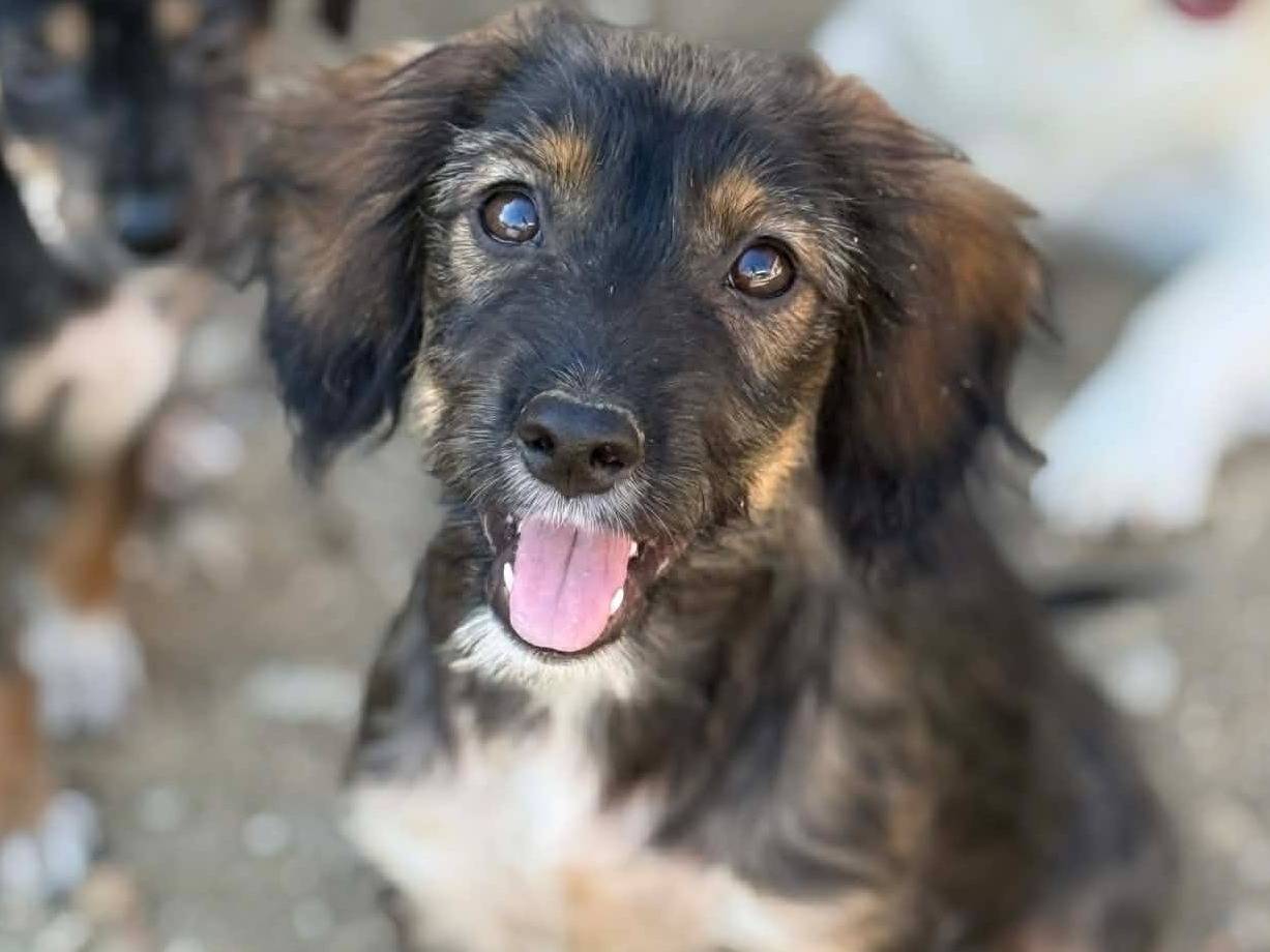 Adotta il cane MATILDA a Firenze