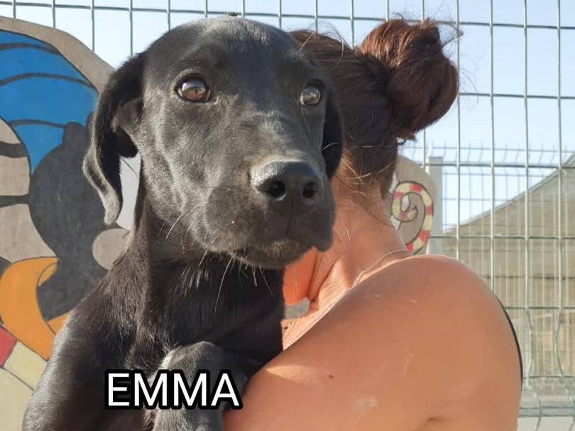 Adozione cane, femmina, Razza sconosciuta Razza sconosciuta, 5 mesi, taglia media, Padova
