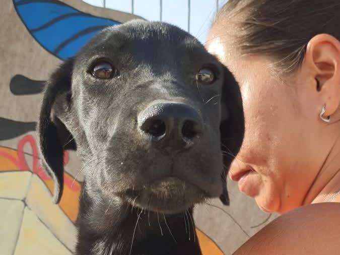 Adotta un cane, femmina, 5 mesi, Padova