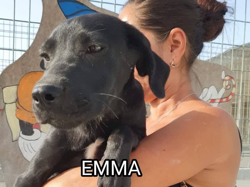 Adotta un cane, taglia media, femmina, Padova