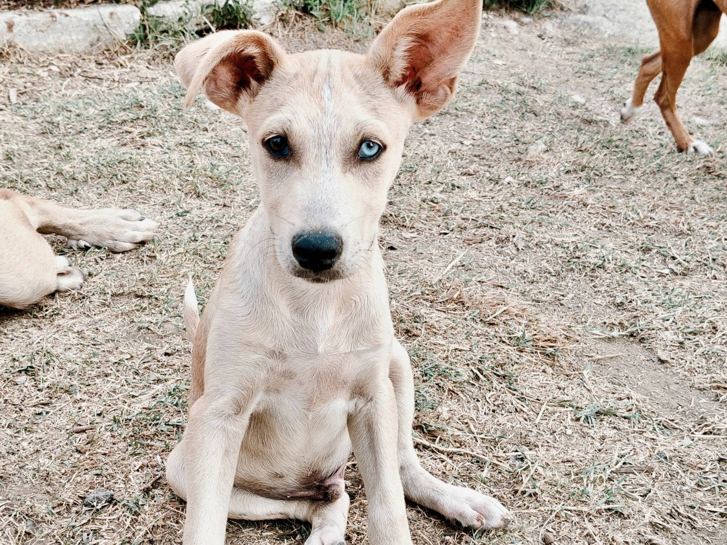 Vuoi adottare un cane a Trapani?