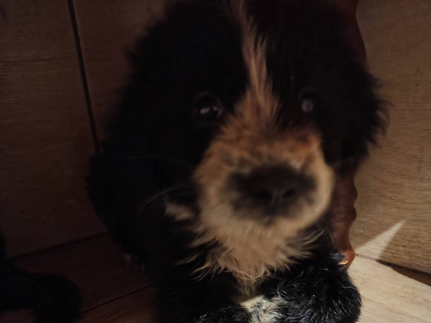 Adozione cane, femmina, Razza sconosciuta Razza sconosciuta, 3 mesi, taglia media, Catanzaro