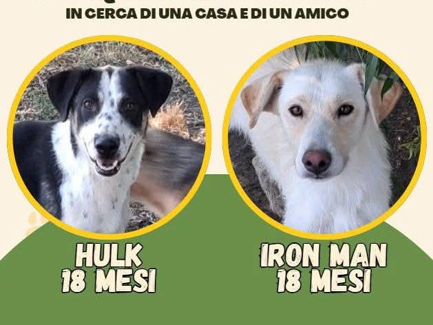 Adozione cane, maschio, Razza sconosciuta Razza sconosciuta, 2 anni e 7 mesi, taglia media, Vibo