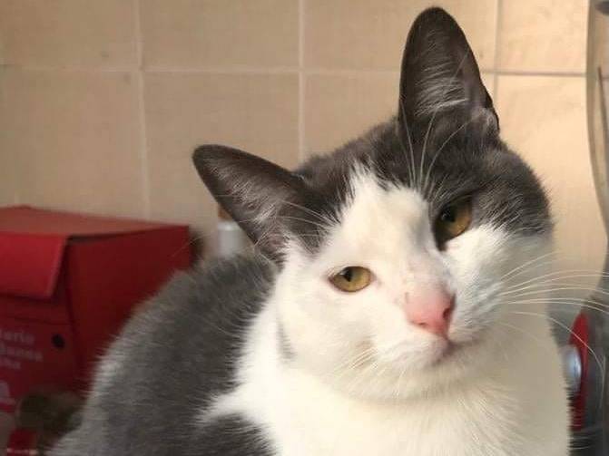 Vuoi adottare un gatto a Genova?