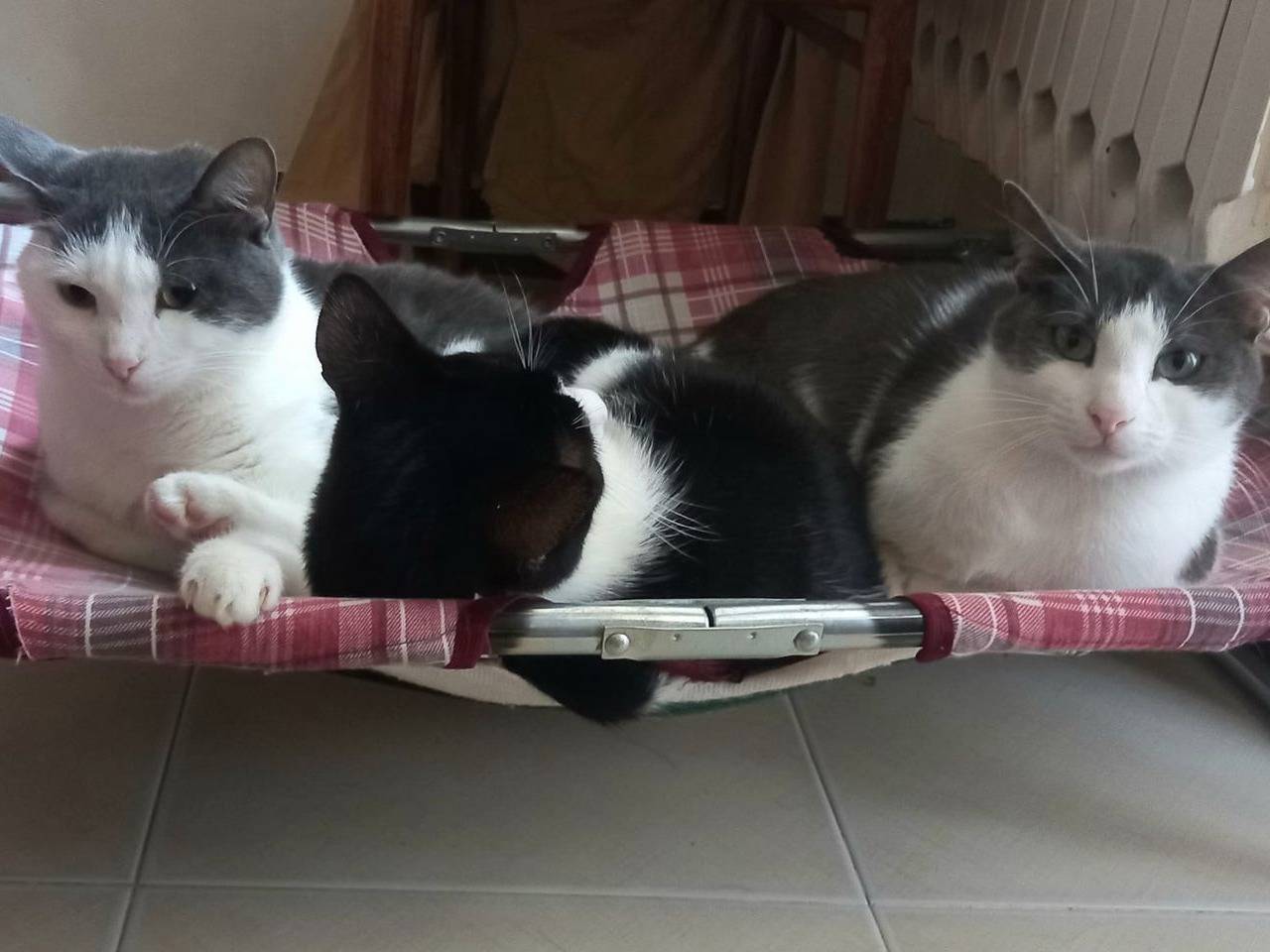 Adotta il gatto Piuma a Genova