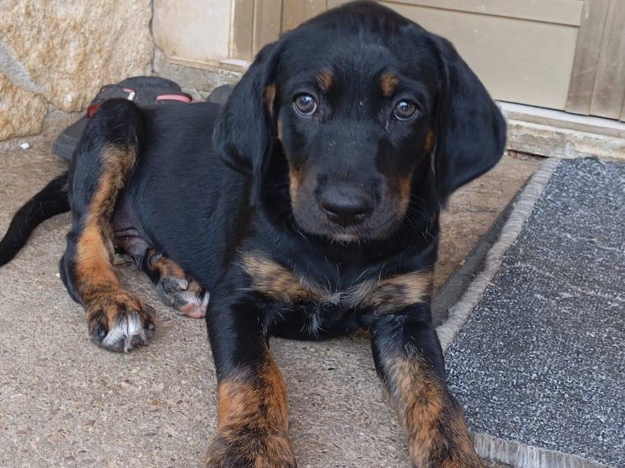 Adozione cane, maschio, Razza sconosciuta Razza sconosciuta, 3 mesi, taglia media, Avellino