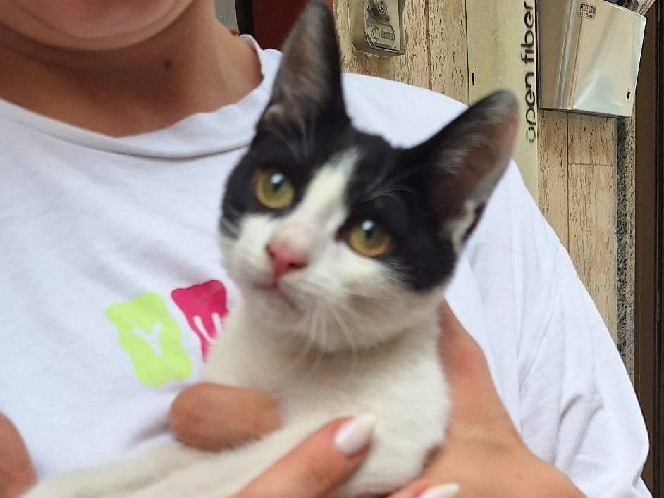 Vuoi adottare un gatto a Cremona?