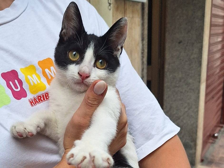 Adotta un gatto, femmina, 4 mesi, Cremona