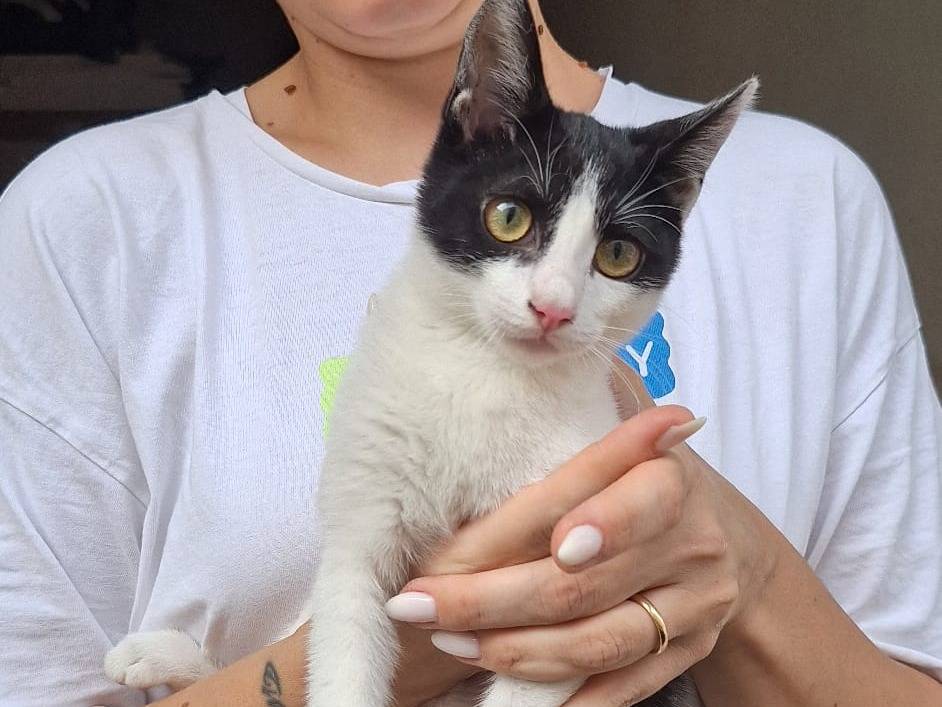 Adotta il gatto Lilly a Cremona