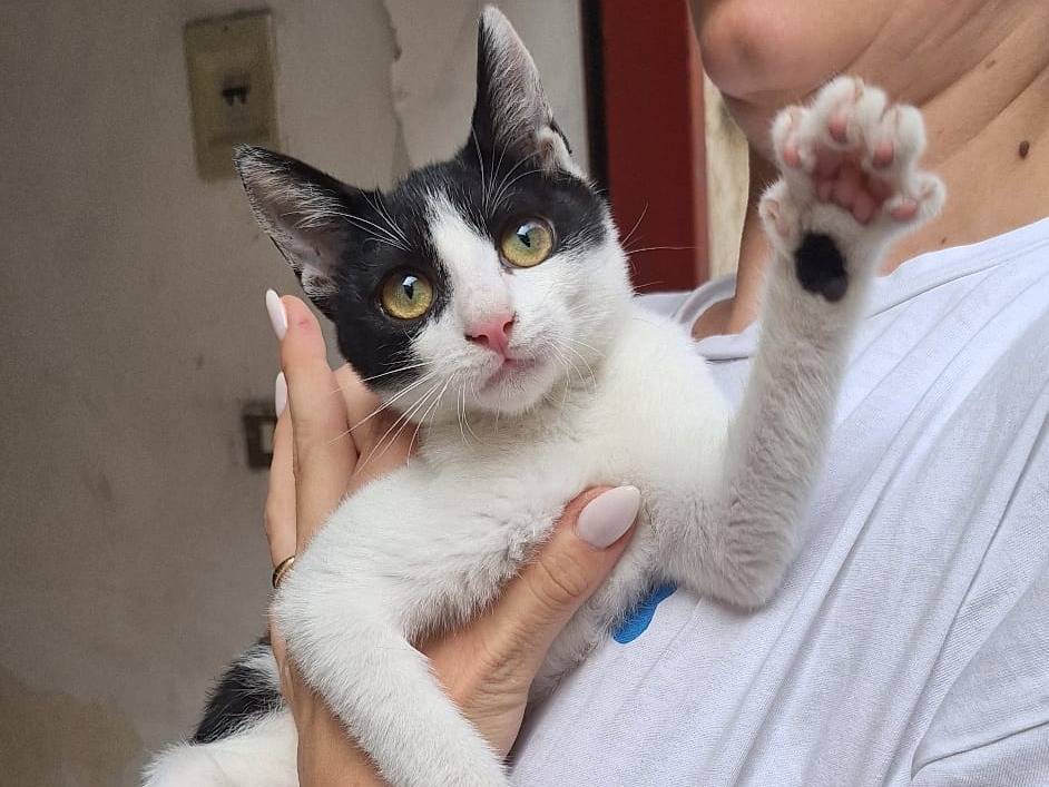 Adozione gatto, femmina, Razza sconosciuta Razza sconosciuta, 4 mesi, taglia non valida, Cremona