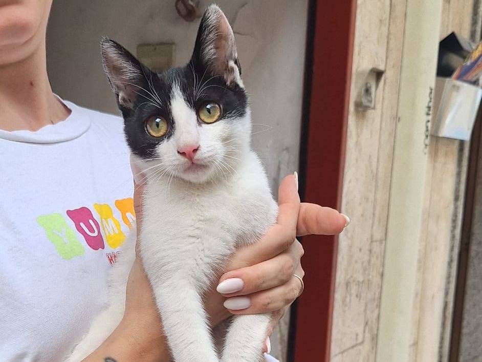 Adotta un gatto, taglia non valida, femmina, Cremona