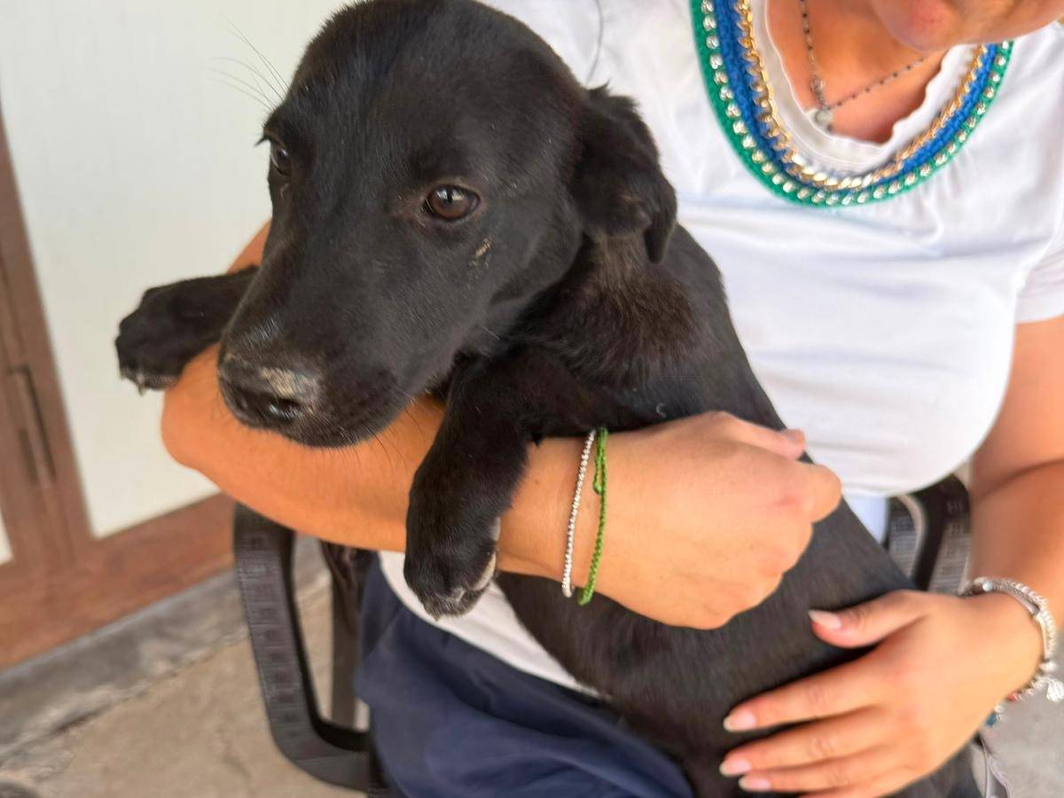 Adozione cane, femmina, Razza sconosciuta Razza sconosciuta, 6 mesi, taglia media, Benevento
