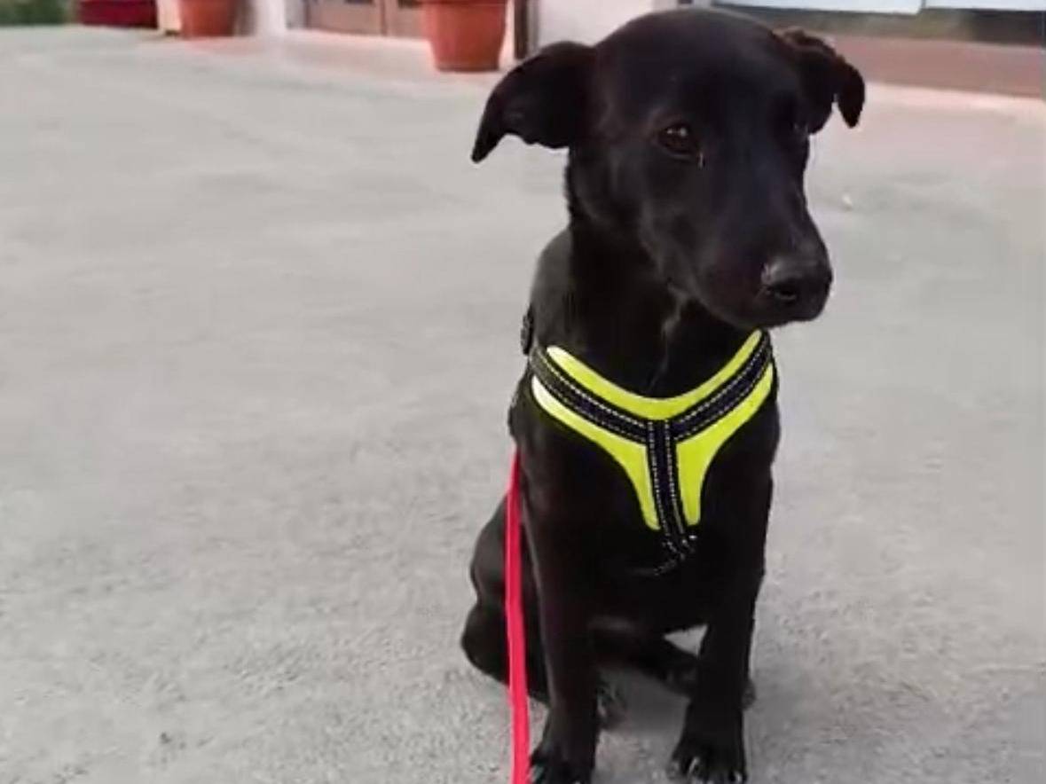 Adotta un cane, femmina, 6 mesi, Benevento