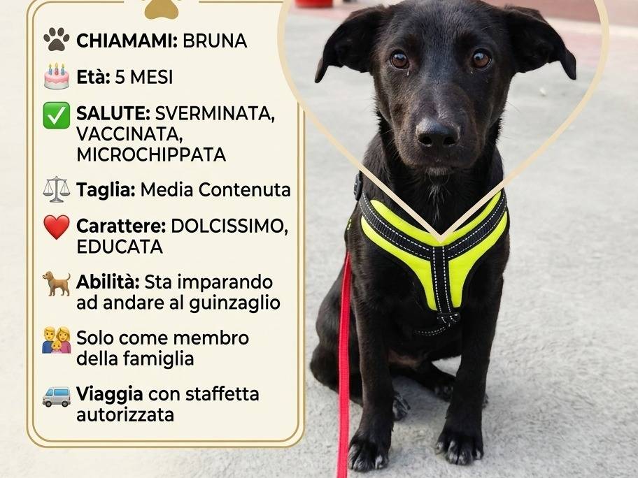 Adotta un cane, taglia media, femmina, Benevento
