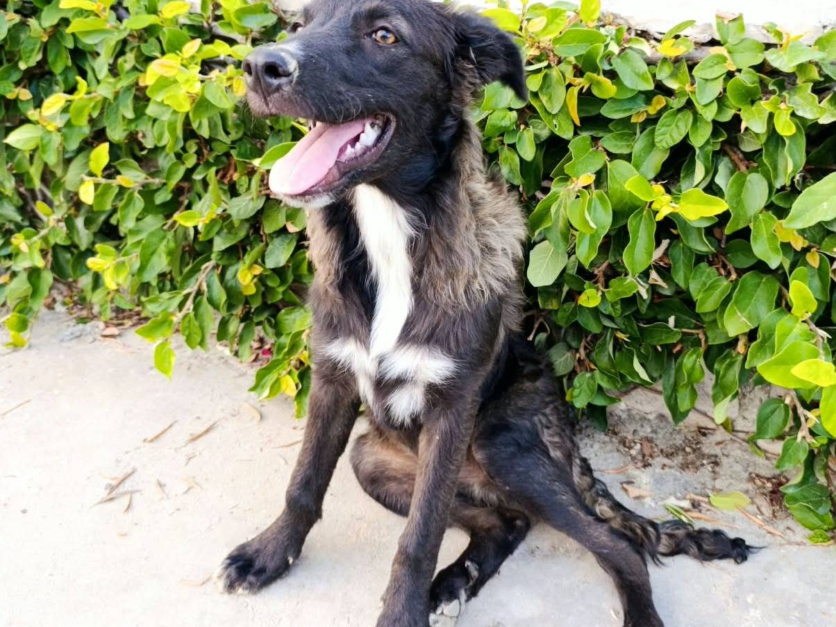 Vuoi adottare un cane a Benevento?