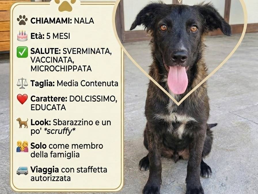 Adotta il cane Nala a Benevento