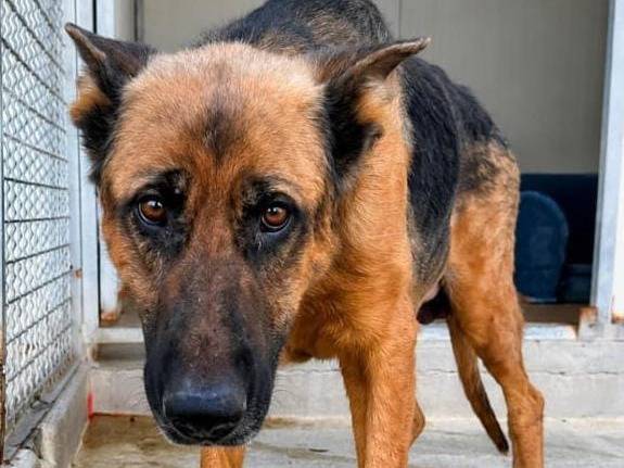 Adozione cane, maschio, Pastore tedesco Razza sconosciuta, 7 anni e 2 mesi, taglia grande, Cremona
