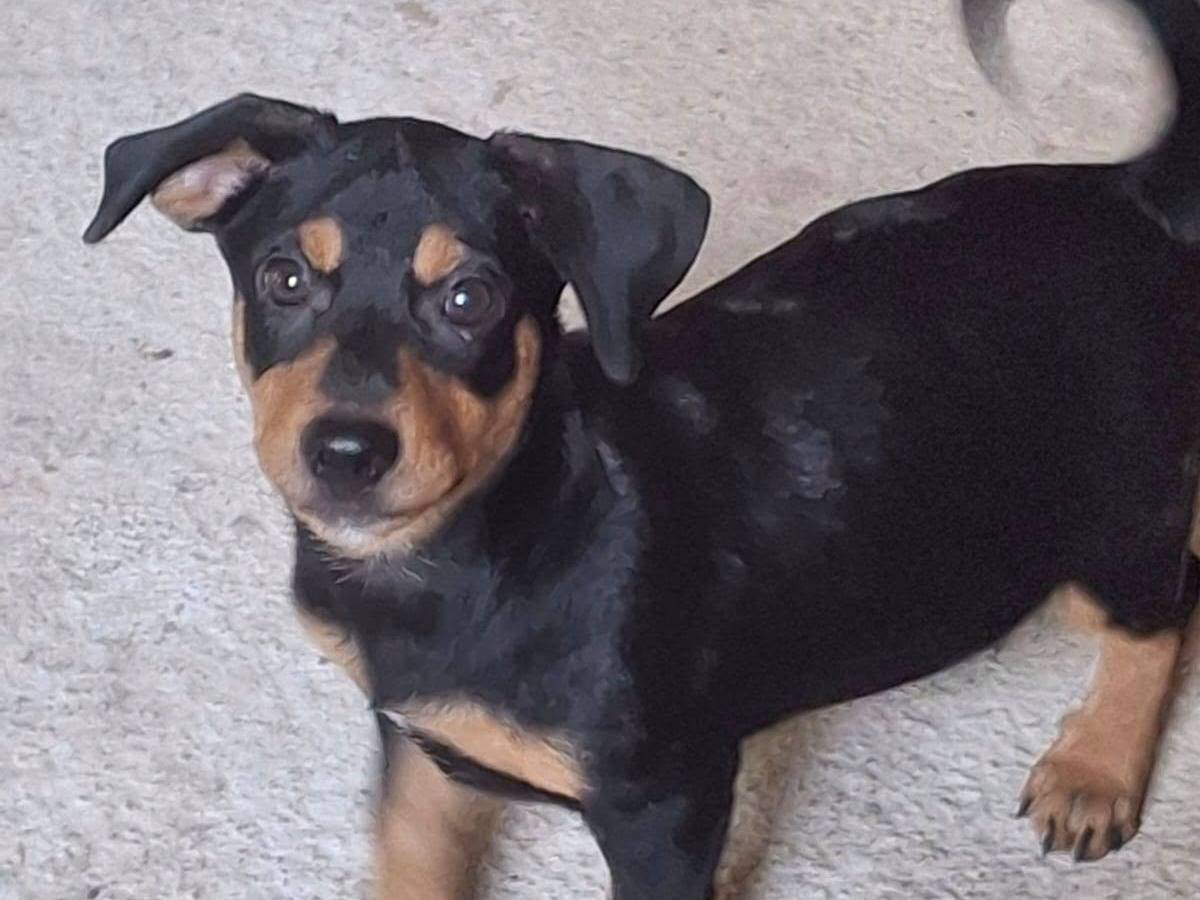 Adozione cane, maschio, Razza sconosciuta Razza sconosciuta, 4 mesi, taglia media contenuta, Crotone
