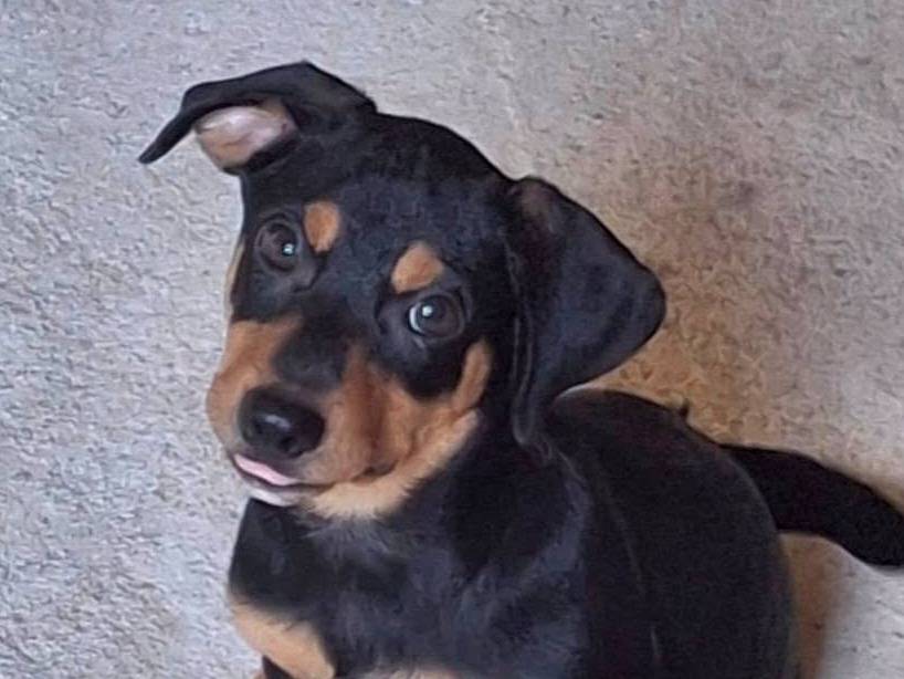 Adotta un cane, maschio, 4 mesi, Crotone