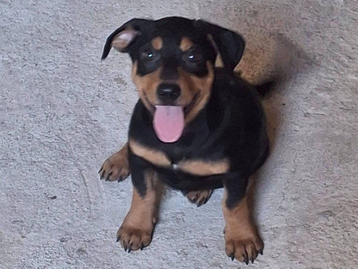 Adotta un cane, taglia media contenuta, maschio, Crotone