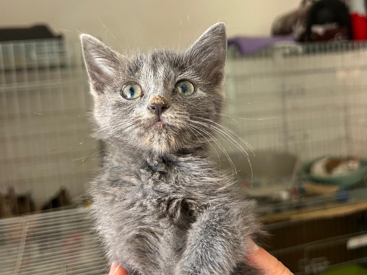 Adozione gatto, maschio, Razza sconosciuta Razza sconosciuta, 4 mesi, taglia non valida, Teramo