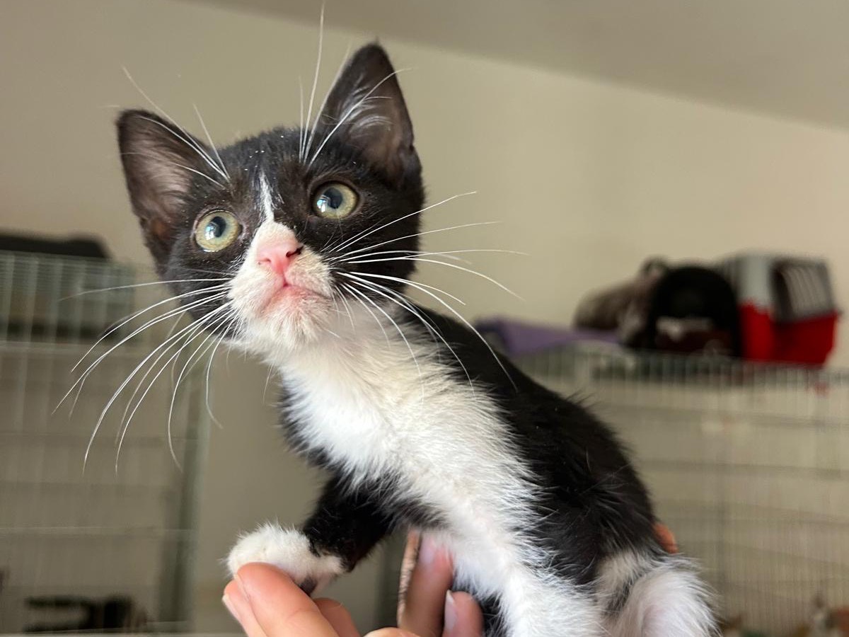 Adozione gatto, maschio, Razza sconosciuta Razza sconosciuta, 4 mesi, taglia non valida, Teramo