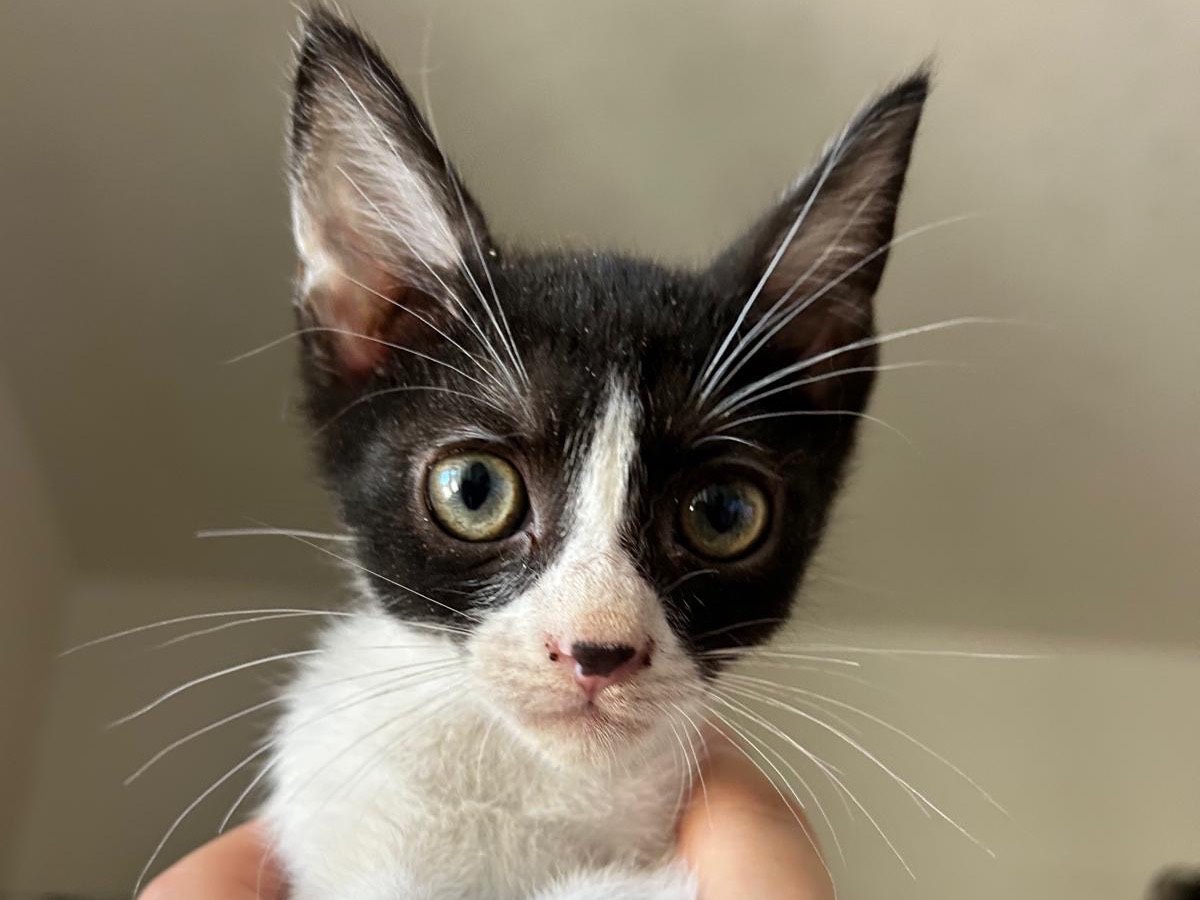 Adozione gatto, maschio, Razza sconosciuta Razza sconosciuta, 4 mesi, taglia non valida, Teramo